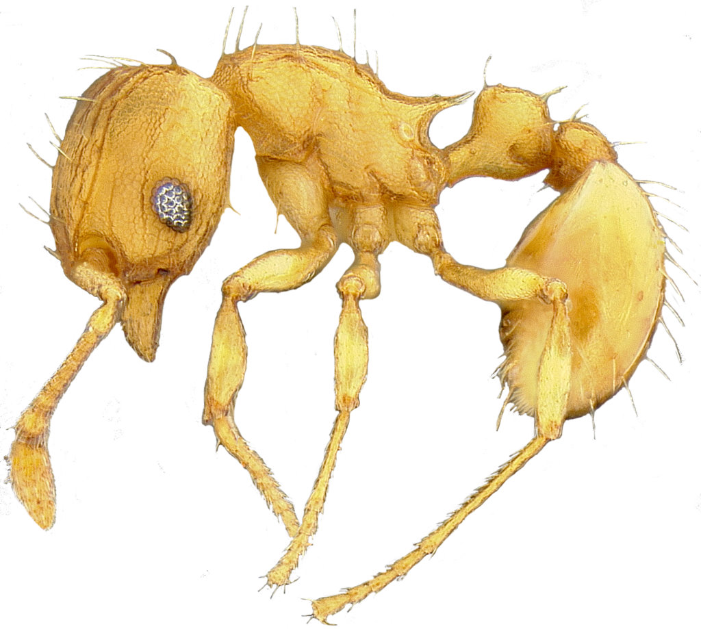 Invasive Pest Alert: Little Fire Ant in Honoka’a