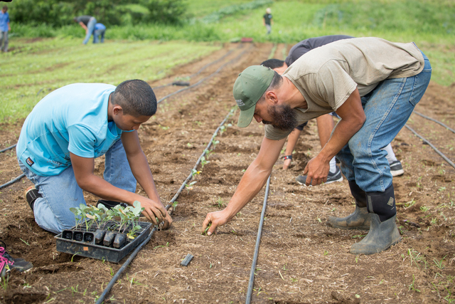 Co-op Farmer Max Bowman Featured on Front Page of West Hawaii Today